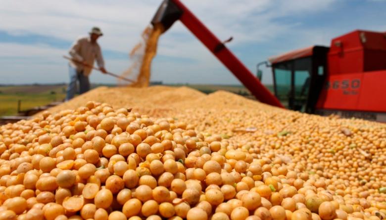 Autorizan el uso de soja con modificaciones genéticas con fines agroindustriales